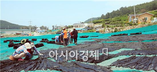 해조류천국 완도, 다시마 수확 한창
