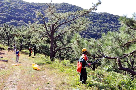 산림관계자들이 채종원에서 나무씨앗을 받고 있다.