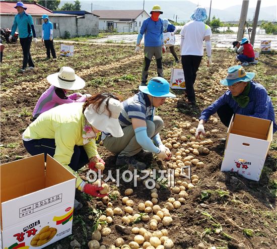 장흥군청 기획감사실 직원들이 용산면 감자재배 농가를 방문해 감자수확 작업을 실시했다.