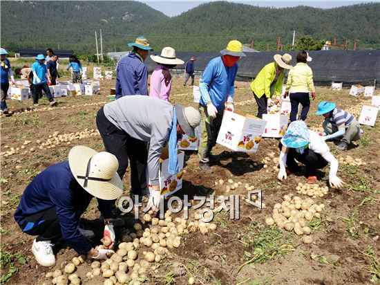 장흥군청 기획감사실 직원들이 용산면 감자재배 농가를 방문해 감자수확 작업을 실시했다.