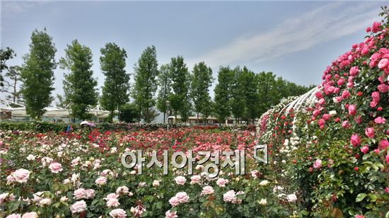 곡성군 섬진강 기차마을 장미공원 불야성 대박 