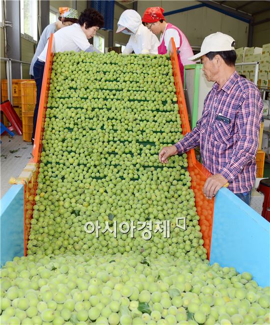 매실의 본고장 순천 매실 본격출하 