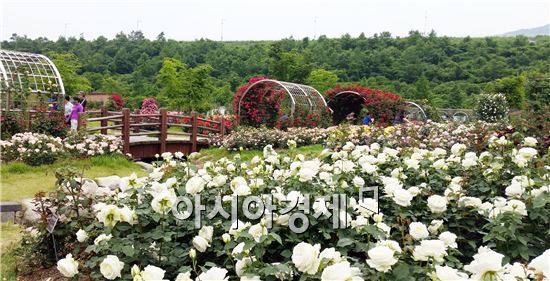 장성 평림댐 장미공원에 형형색색 장미가 만개했다.