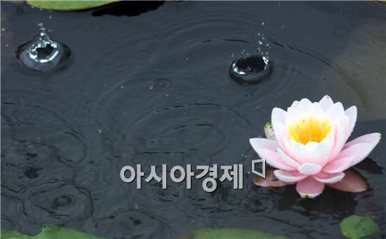 봄비가 내리는 3일 전남 함평군 함평읍 함평엑스포공원에서 꽃망울을 터트린 수련꽃이 빗속에서도 아름다운 자태를 뽐내고 있다. 