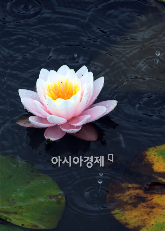 봄비가 내리는 3일 전남 함평군 함평읍 함평엑스포공원에서 꽃망울을 터트린 수련꽃이 빗속에서도 아름다운 자태를 뽐내고 있다. 사진제공=함평군