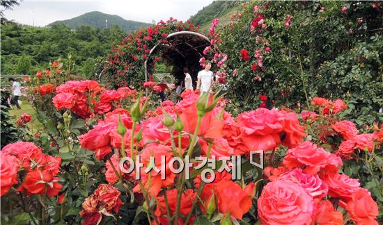 초여름 날씨를 보인 가운데 휴일인 8일 전남 장성군 평림댐 장미공원에 형형색색으로 만개한 장미로 관광객들이 그윽한 장미향을 맡으면서 무더위를 식히고 있다.
장미공원은 총 8250㎡의 면적에 장미터널과 장미트렐리스 등의 구조물이 설치돼 지역 주민들을 비롯한 관광객들이 장미꽃을 배경으로 아름다운 추억을 만들기에 안성맞춤이다.