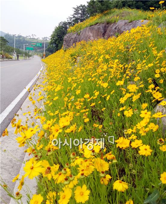 초여름 날씨를 보인 가운데 휴일인 8일 전남 나주시 중흥골드스파 리조트 언덕에  만개한 금계국이 장관이다.