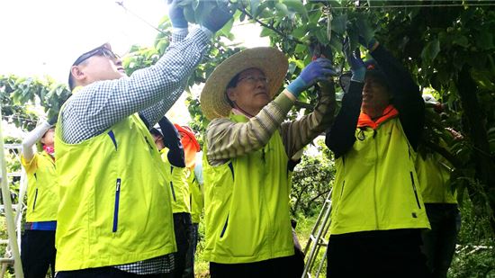 김학현 NH농협손해보험 대표이사(가운데)와 헤아림 봉사단원들이 경기도 이천시 소재 배 농가를 방문 봉지 씌우기 작업을 하고 있다. 
