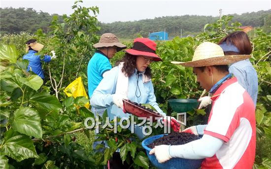 고창읍 공무원들, 오디 수확 일손 돕기 펼쳐