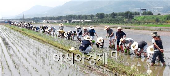 구례군농민회는 13일 구례군 용방면에서 통일쌀을 북한에 보내고자 하는 염원을 담아 공동 모내기 행사를 가졌다.