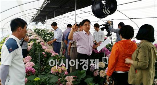 강진군농업기술센터가 지난 11일 영농현장에서 수국재배 농가 컨설팅을 추진했다.