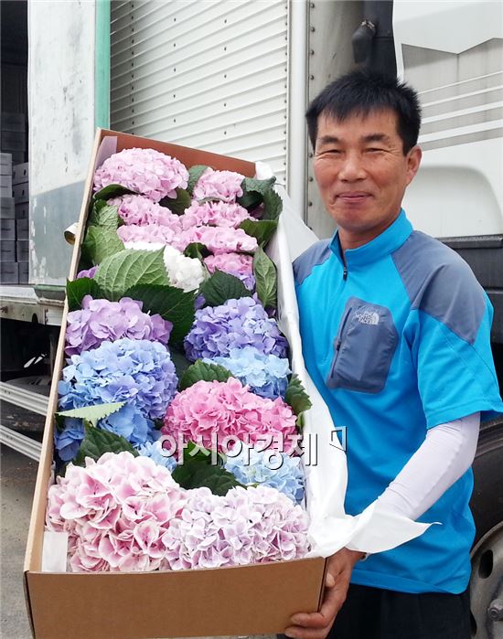 강진군 절화수국, 중국 만리장성으로 수출