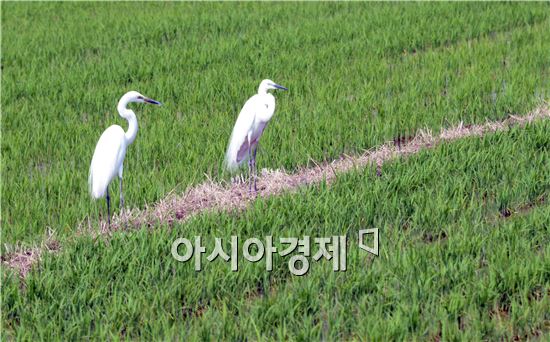  [포토]먹이사냥 나선 백로