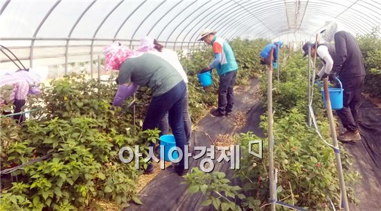 고창군 대산면, 용두마을 농가 방문 복분자 수확