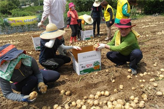 보성북부농협, ‘감자 캐기’로 농민과 마음 나누기
