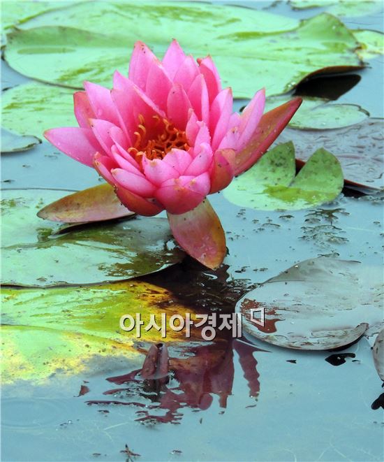 [포토]빗속에 핀 아름다운 수련꽃의 자태