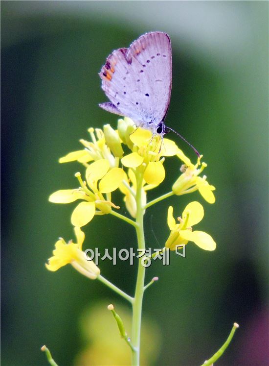 촉촉한 비가 내리는 가운데 주말인 21일 전남 함평군 월야면 달맞이공원에서 꽃에 앉은 나비가 여름 맞이를 하면서 화려한 자태를 뽐내고 있다.
