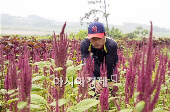 해남군 산이면 당후리 강우성씨가 재배 중인 아마란스.
