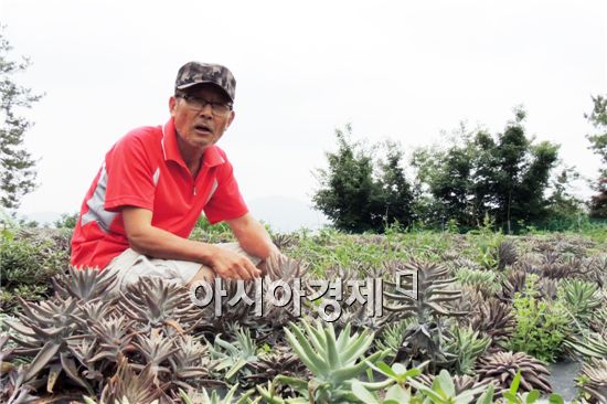김동현 정남진 장흥 와송 농원 대표가 와송을 수확하면서 재배방법에 대해 이야기를 하고있다. 
