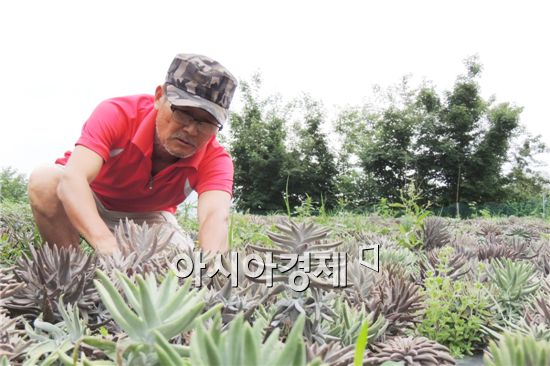 김동현 정남진 장흥 와송 농원 대표가 와송을 수확하면서 재배방법에 대해 이야기를 하고있다. 
