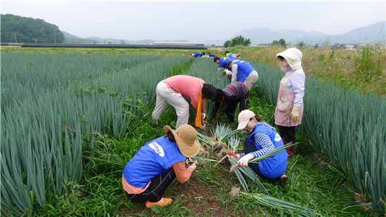 지난 21일 삼성물산 임직원과 가족 78명이 충남 태안군 이원면 내2리를 방문해 농가 수확 일손 돕기를 도왔다.
