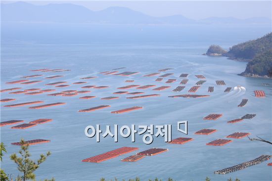 완도군 어장재배치사업 일거양득 효과 톡톡 