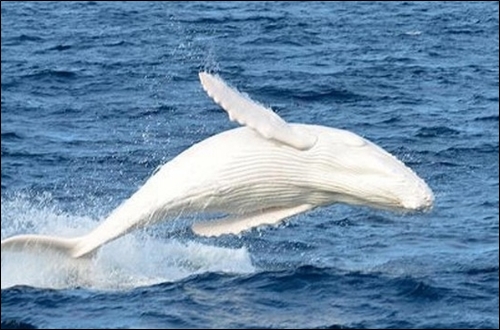 흰고래 미갈루, 전세계 단 2마리 '희귀종' "환상적 자태 뽐내"