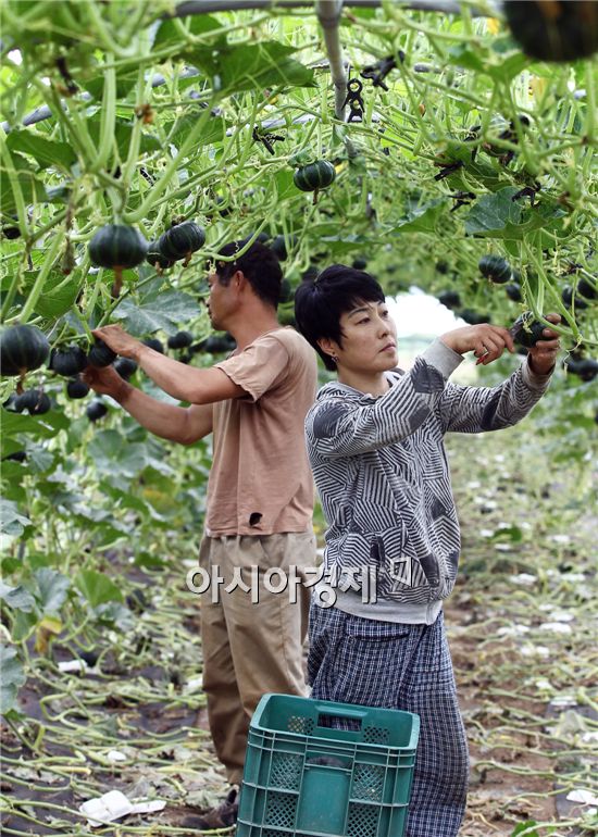 [포토]주렁주렁 열린 함평 단호박 수확 한창