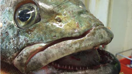 이빨고기 잡는 원양어선, 어획 증명서가 없어서 귀향 못하는 '슬픈 사연'