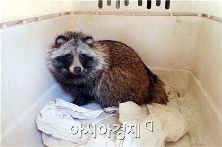 서울시, 봄철 야생동물 광견병 '미끼예방약' 살포