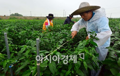 [포토]태풍 너구리 북상....대비하는 농민들