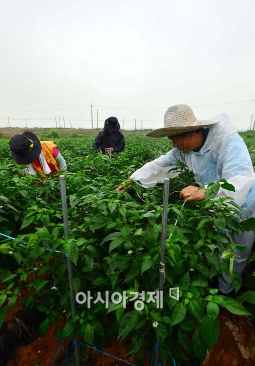 [포토]태풍 대비하는 농민들