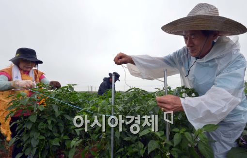 [포토]북상 중인 태풍 너구리, 바쁜 농민들의 일손