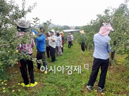 정읍시농축산센터·감곡면직원들이  우박 피해 과수 농가를 방문  일손돕기를 하면서  구슬땀을 흘렸다.
