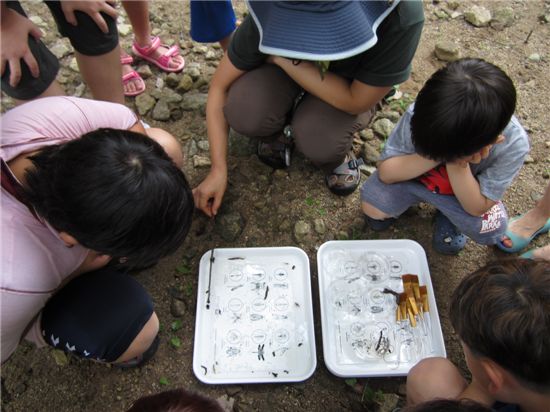 물 속에 사는 수서곤충들을 관찰하고 있는 참가자들