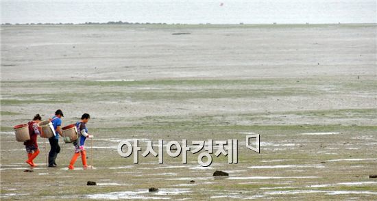 [포토]함평 안악해변으로 바지락 캐로 가는 어민