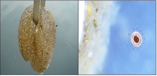 ▲금강 백제보 수역에서 발견된 큰빗이끼벌레(왼쪽 사진). 영산강물환경연구소가 촬영한 큰빗이끼벌레 휴면아(오른쪽 사진)