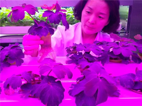 식물공장에서 LED 빛으로 재배되고 있는 방풍나물을 충북농업기술원 관계자가 살펴보고 있다.