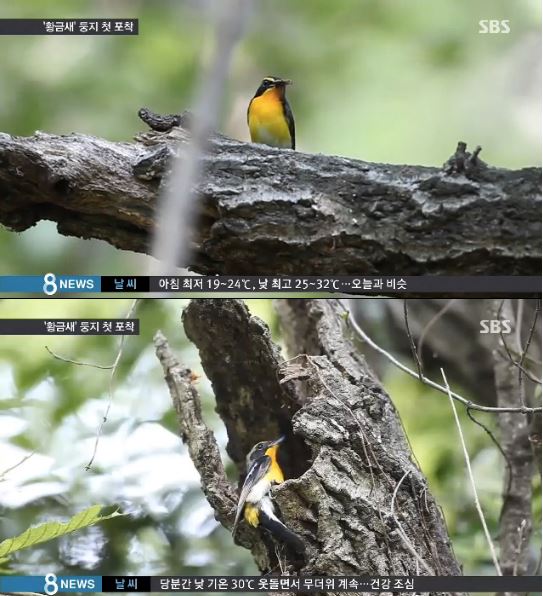 국내 최초로 황금새 둥지가 포착됐다.(사진:SBS 뉴스 방송 캡처)