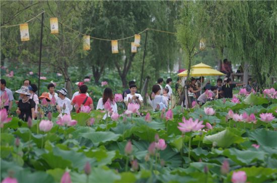 '부여 서동연꽃축제'가 개막 되자 주민들과 관광객들이 몰려들고 있다. 