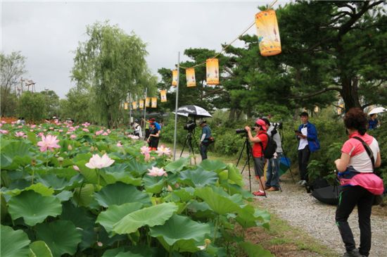 축제 참가자들이 활짝 핀 연꽃을 배경으로 사진을 찍고 있다.   