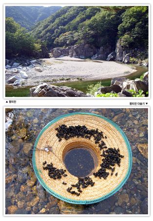 경북 울진 굴구지 산촌마을 계곡(위)과 그곳에서 잡은 다슬기(아래)