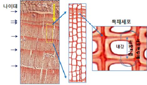 나무나이테 이용 기후변화 정보분석기술 첫 개발