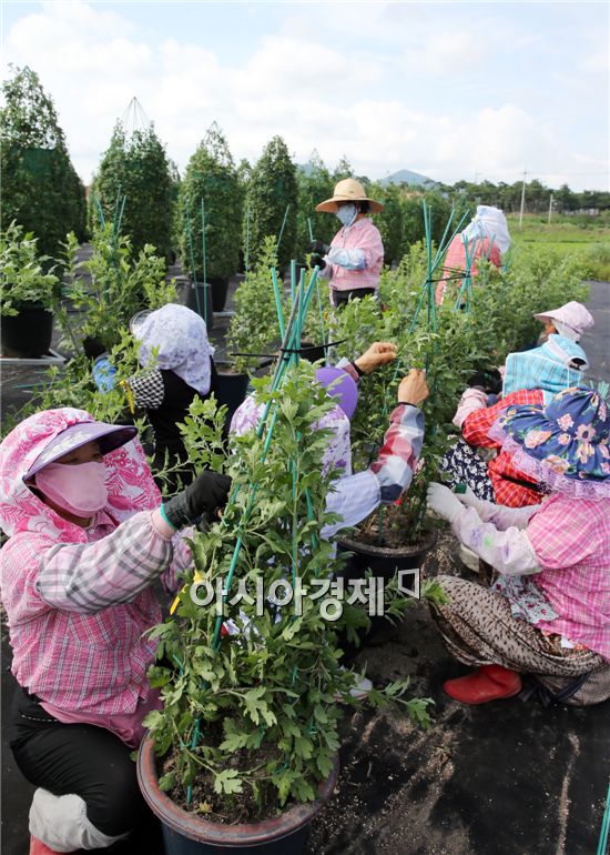 함평군 국향대전 준비 박차