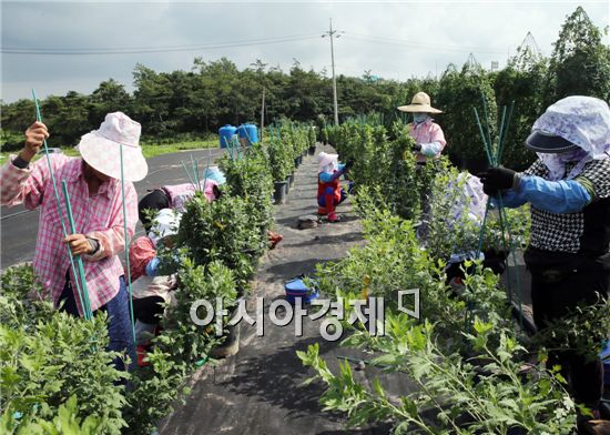 함평군 국향대전 준비 박차