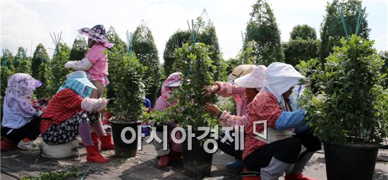 함평군 국향대전 준비 박차