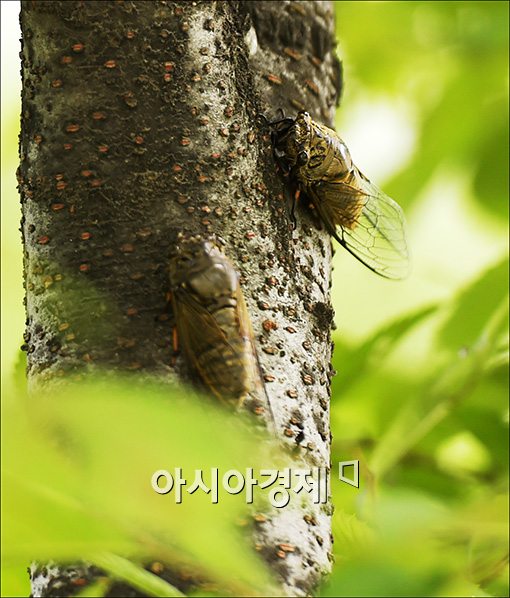 [포토]기세등등한 매미 울음소리