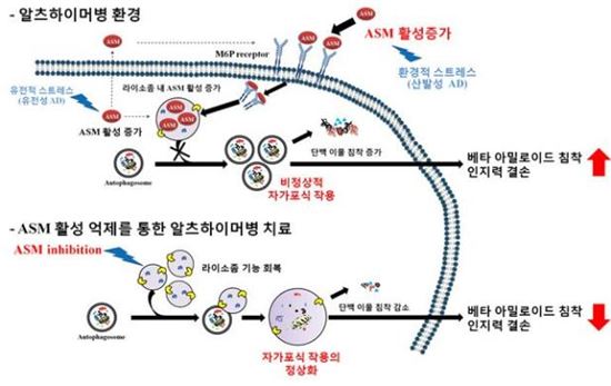 국내 연구진, 치매치료 새로운 길 열었다…알츠하이머 치료 타겟 발견