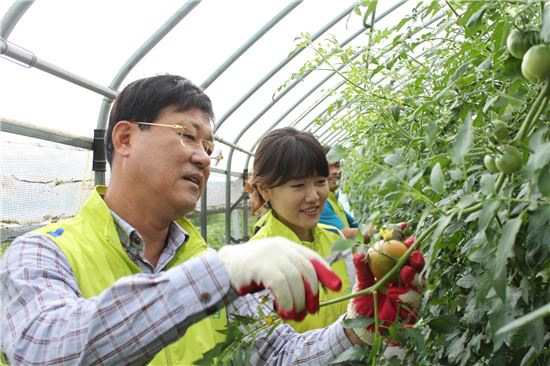 이정모 농협은행 부행장(왼쪽)과 직원들이 25일 경기도 의정부시 자일동에 위치한 토마토 농장에서 토마토를 수확하고 있다.(사진제공=농협은행)

