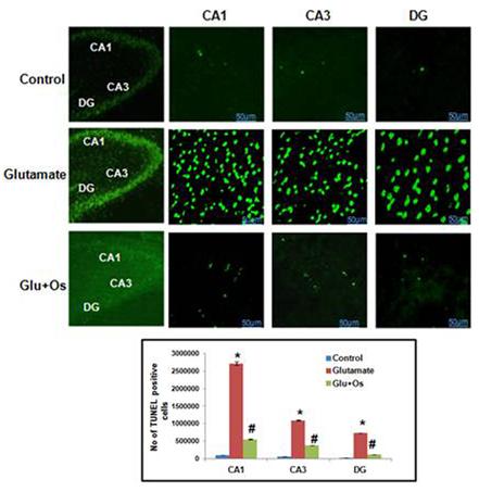 ▲뇌 퇴행이 유도된 쥐의 해마(CA1, CA3, DG)에서 DNA 분절이 증가함을 신경세포에서 확인 할 수 있다. 이를 천연단백물질이 감소시켰다.[사진제공=미래부]